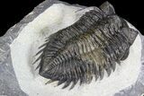 Coltraneia Trilobite Fossil - Huge Faceted Eyes #86011-4